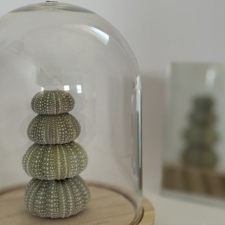 Découvrez cette magnifique lampe décorative en oursins naturels en édition limitée Lampe décorative en oursins naturels
