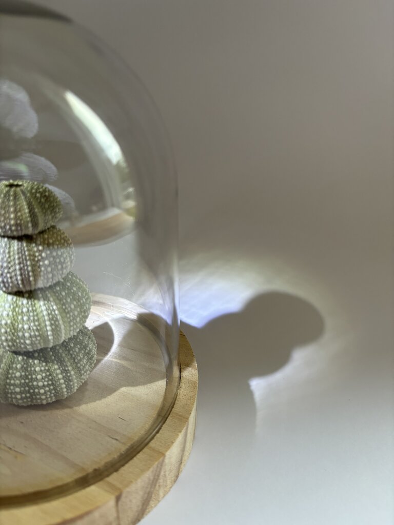 Découvrez cette magnifique lampe décorative en oursins naturels en édition limitée Lampe décorative en oursins naturels